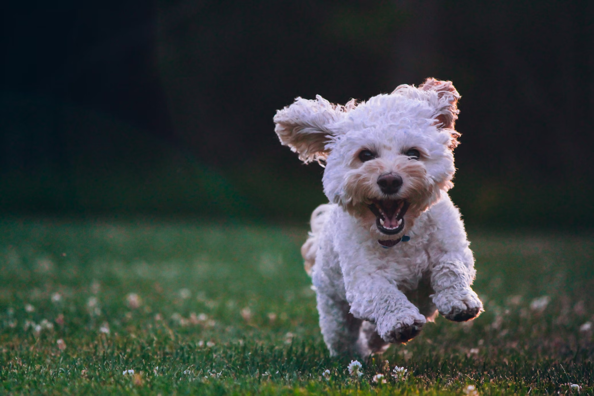 imagem de um cachorro
